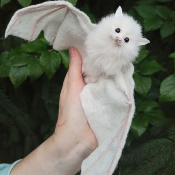 Showing pictures! Entertainment For you! - Picture 7 of 14